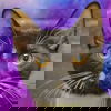 adoptable Cat in  named Sarabi