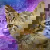 adoptable Cat in huntley, IL named Stefan