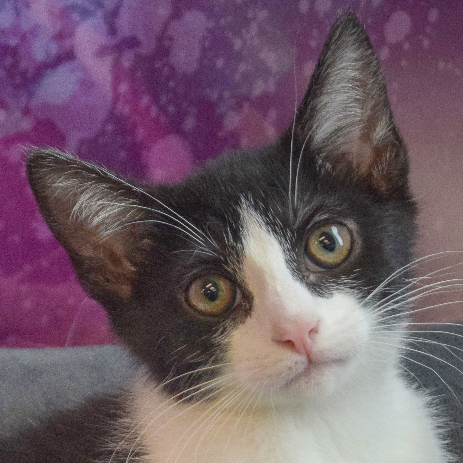 adoptable Cat in Huntley, IL named Muffins