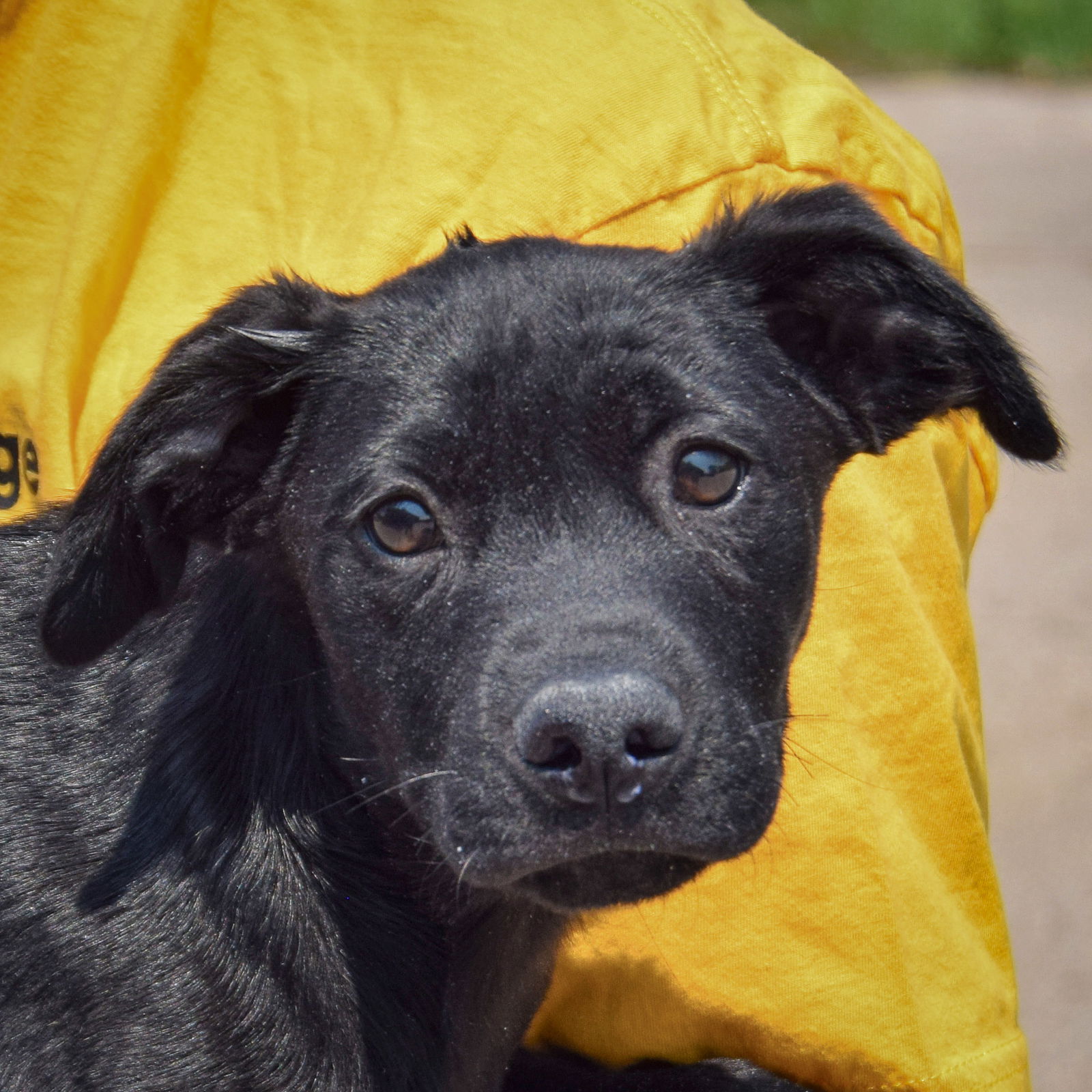 adoptable Dog in Huntley, IL named Cheeseburger