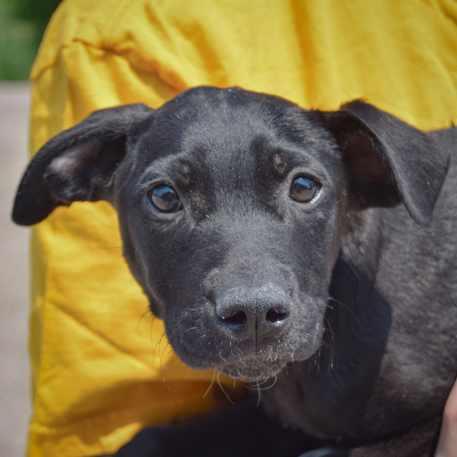 adoptable Dog in Huntley, IL named Churro