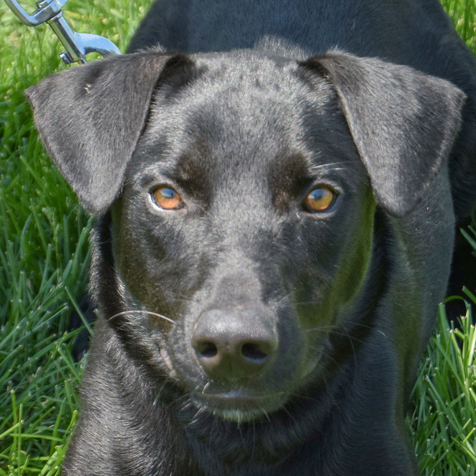 adoptable Dog in Huntley, IL named Mater