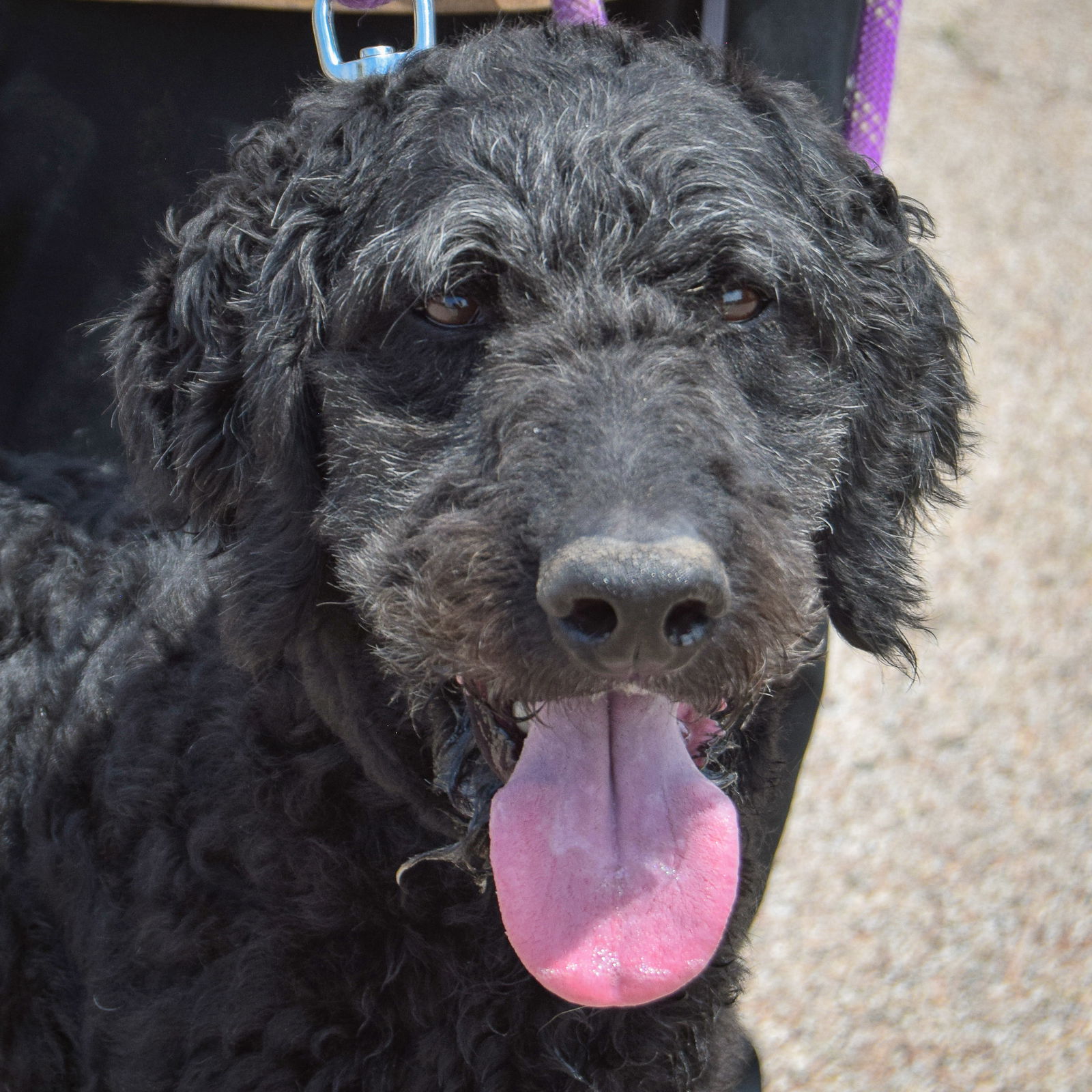 adoptable Dog in Huntley, IL named Maverick