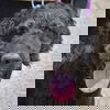adoptable Dog in huntley, IL named Maverick