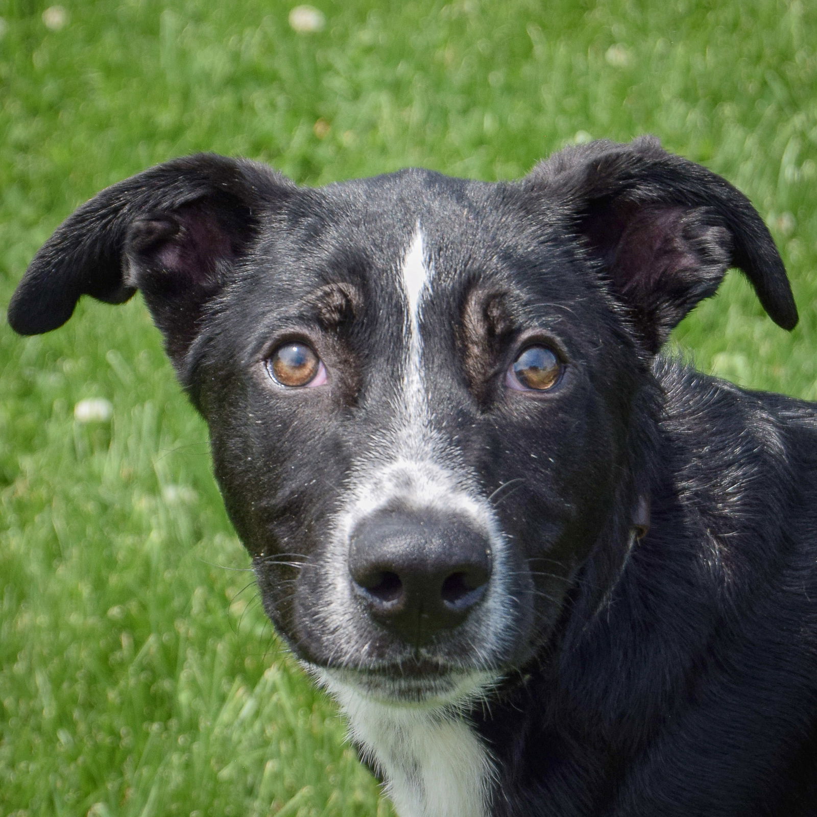 adoptable Dog in Huntley, IL named Chicho