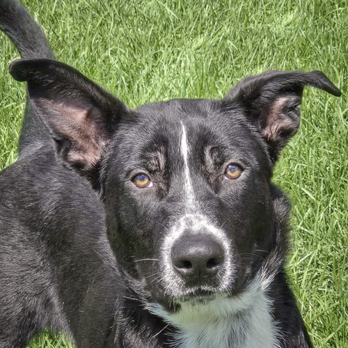 Chicho, an adoptable Black Labrador Retriever in Huntley, IL