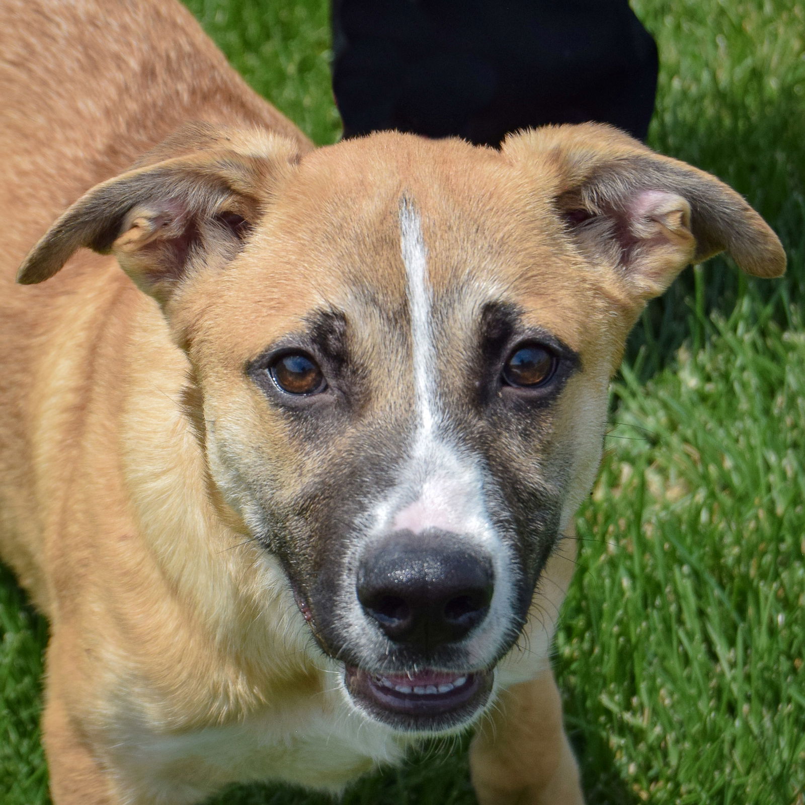 adoptable Dog in Huntley, IL named Dennis
