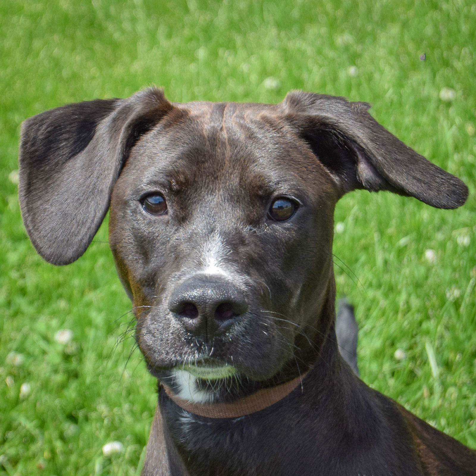 adoptable Dog in Huntley, IL named Missy