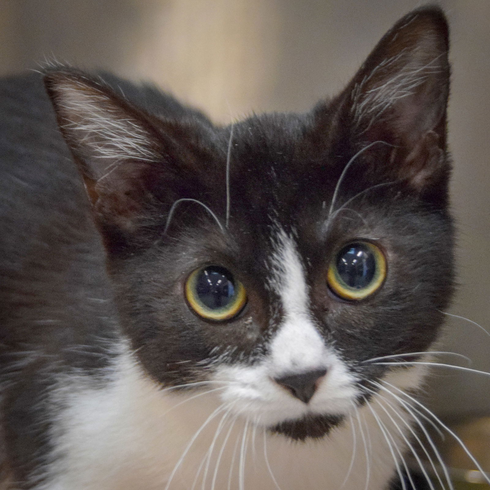 adoptable Cat in Huntley, IL named Agata