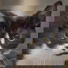 adoptable Cat in  named Agata