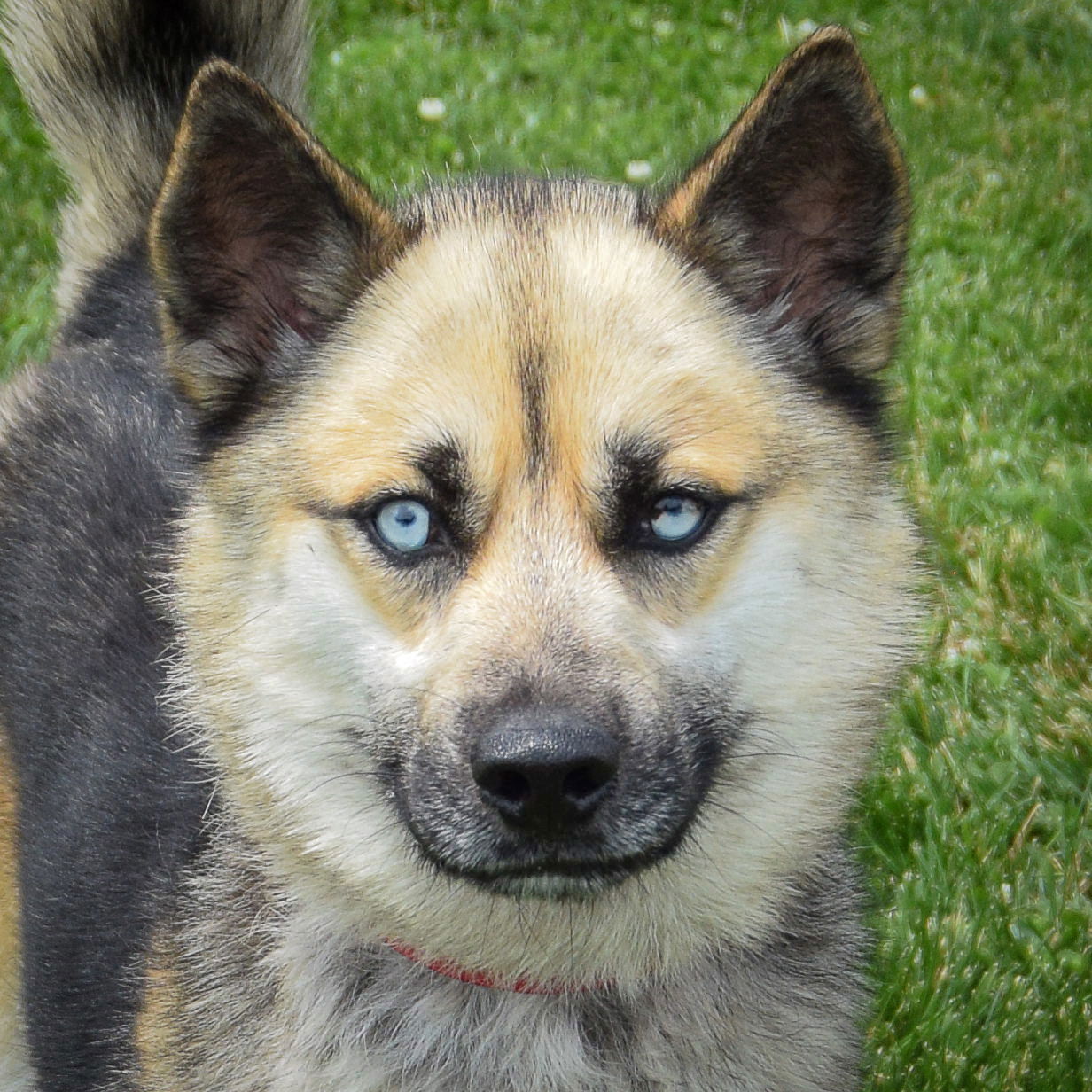 adoptable Dog in Huntley, IL named Eva