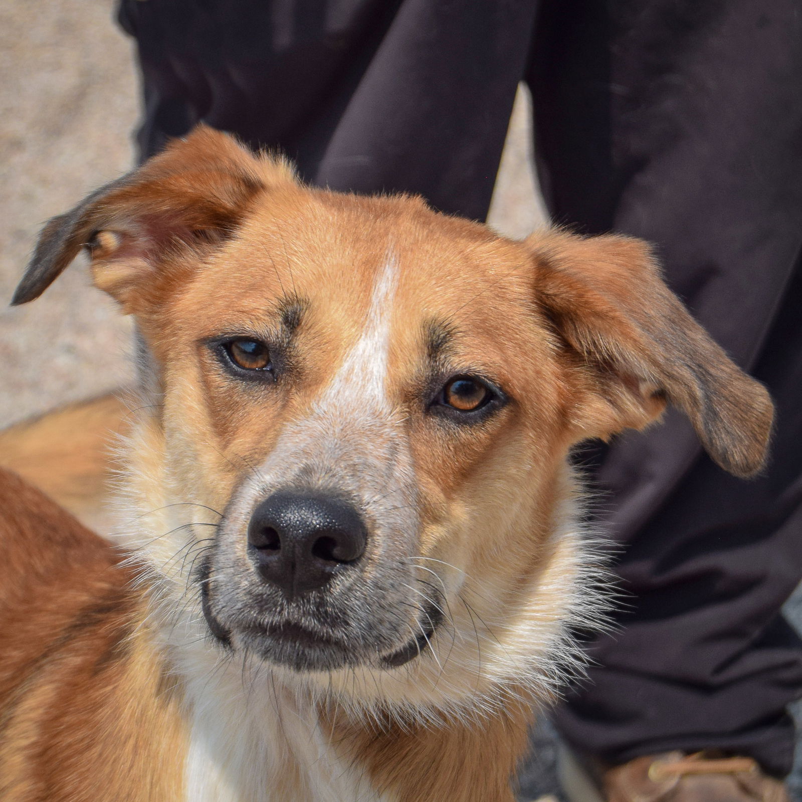 adoptable Dog in Huntley, IL named Jack