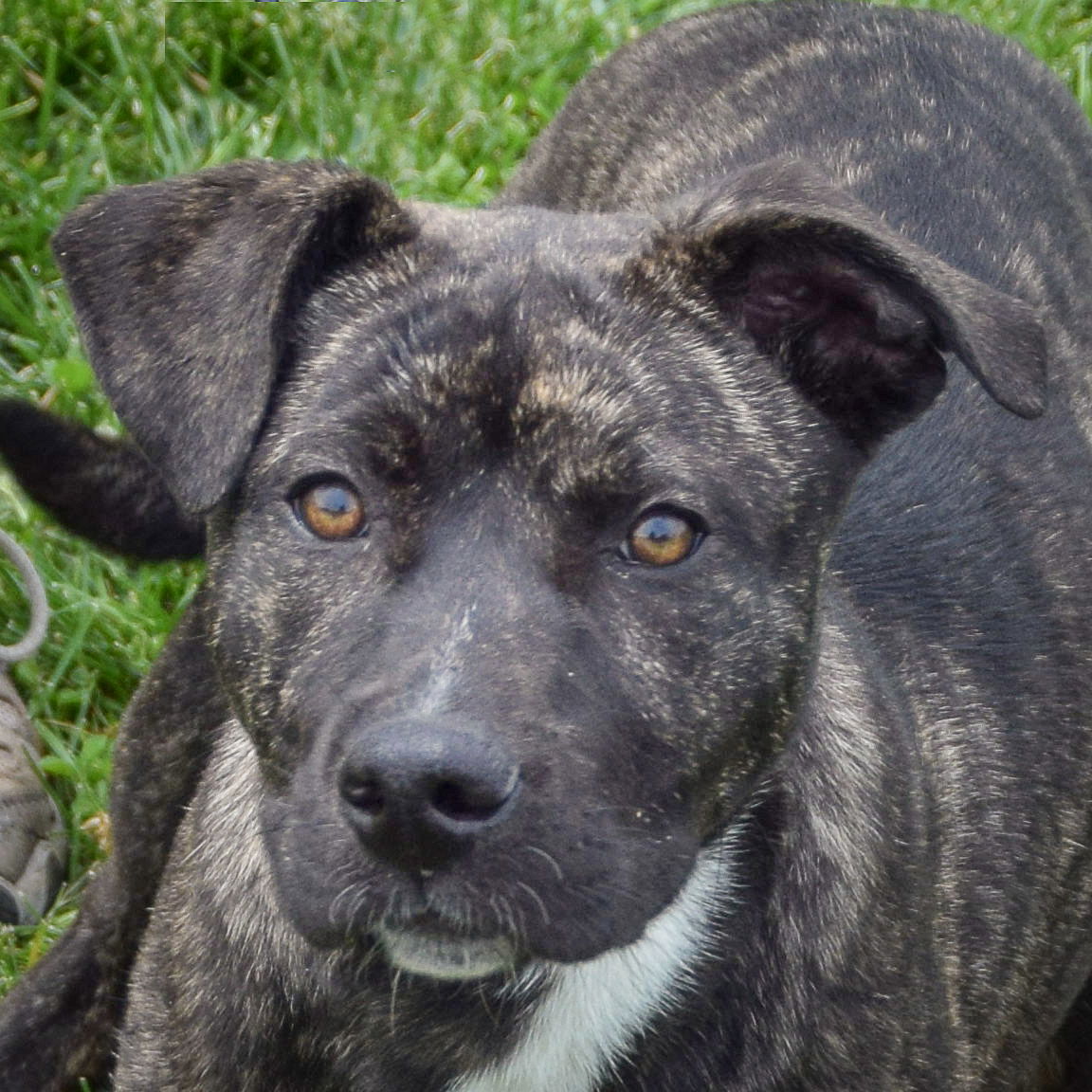 adoptable Dog in Huntley, IL named Mandy