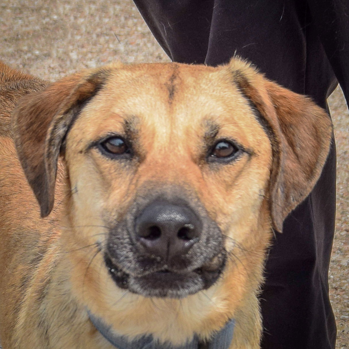 adoptable Dog in Huntley, IL named Michael