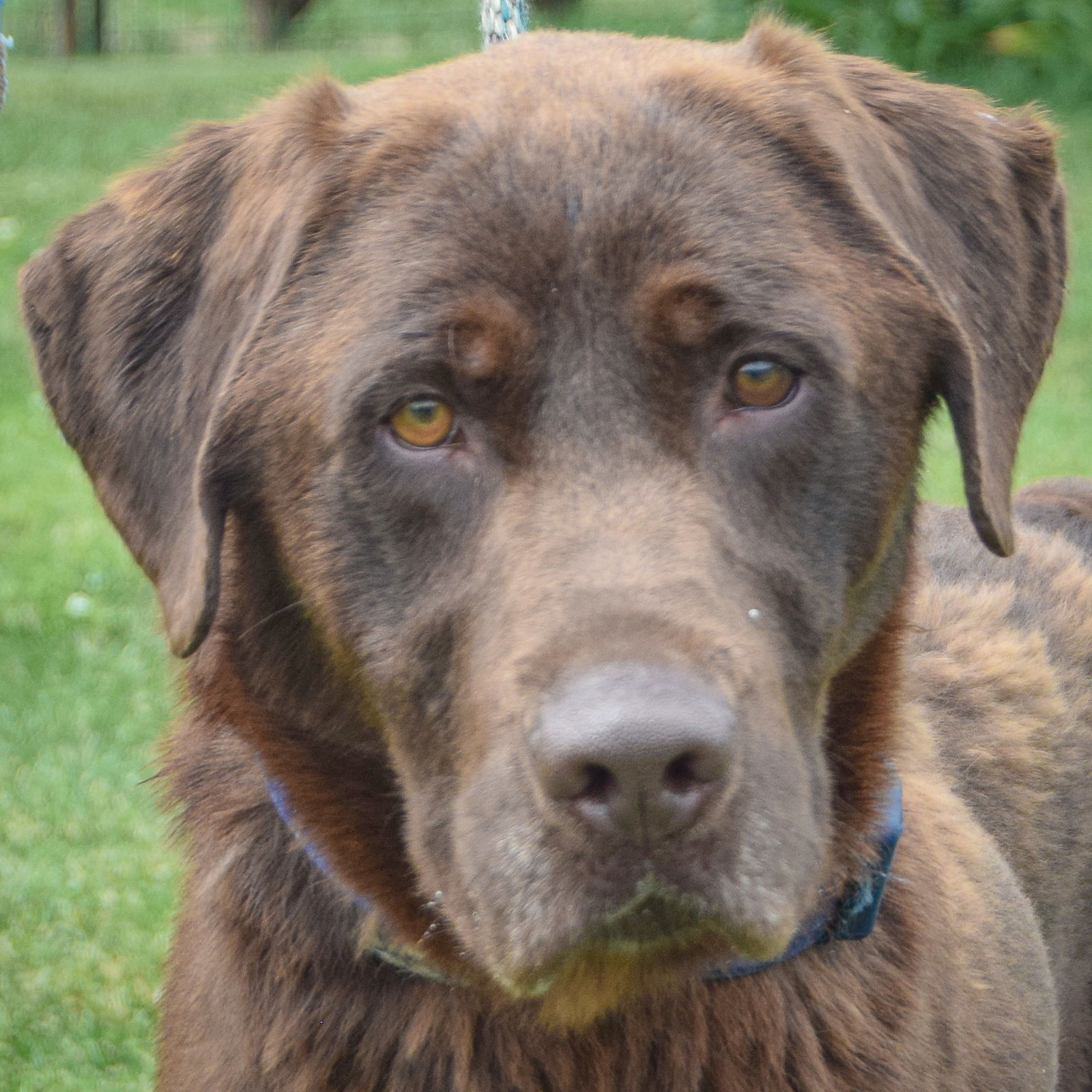 adoptable Dog in Huntley, IL named Noah