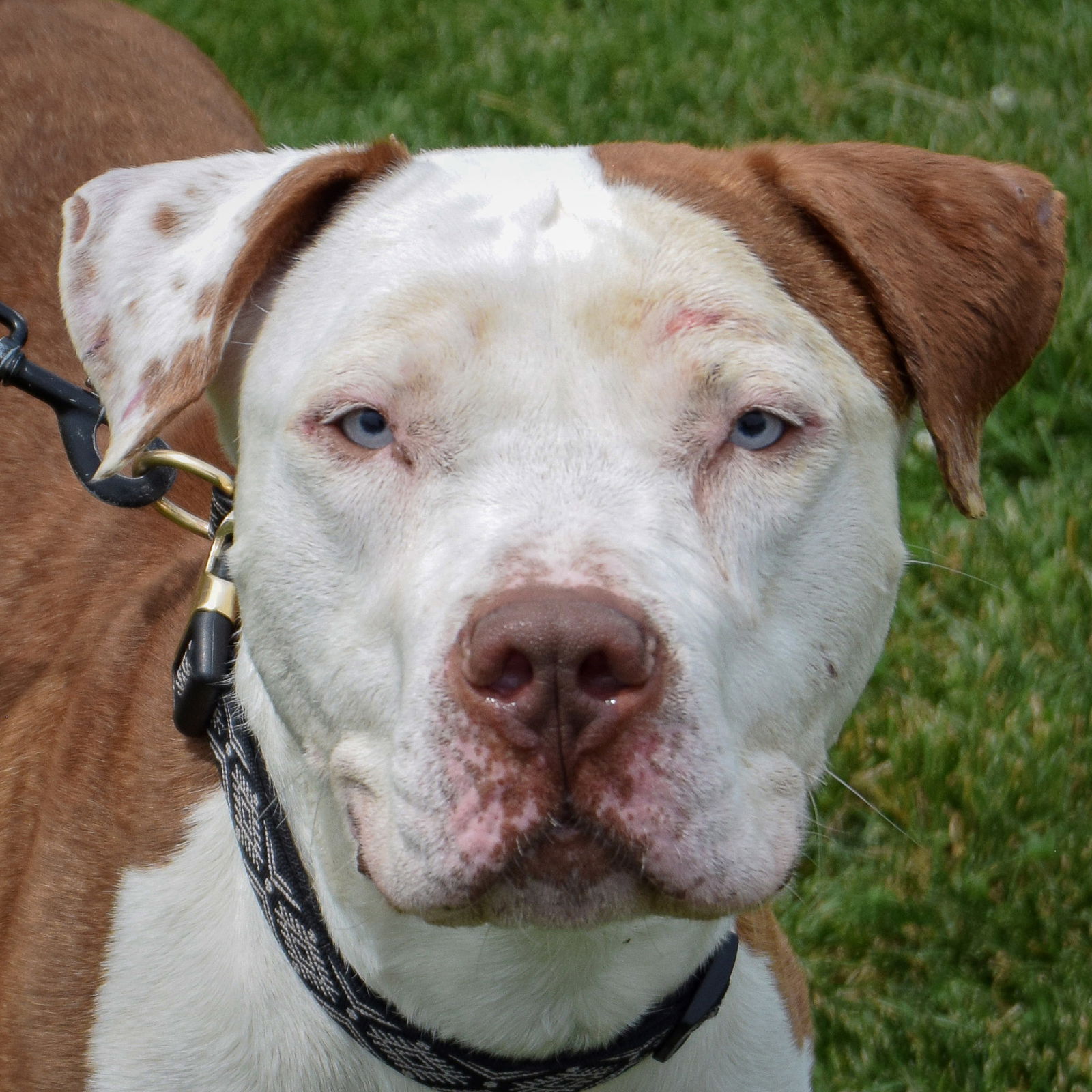 adoptable Dog in Huntley, IL named Puggers