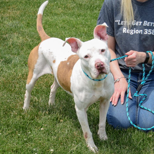 Suki, an adoptable American Staffordshire Terrier / Boxer / Mixed at Animal House Shelter — photo 9