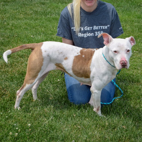 Suki, an adoptable American Staffordshire Terrier / Boxer / Mixed at Animal House Shelter — photo 10