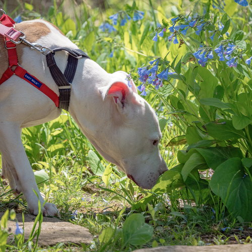 Suki, an adoptable American Staffordshire Terrier / Boxer / Mixed at Animal House Shelter — photo 7