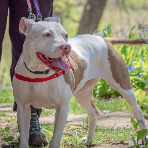 Suki, an adoptable American Staffordshire Terrier / Boxer / Mixed at Animal House Shelter — photo 8