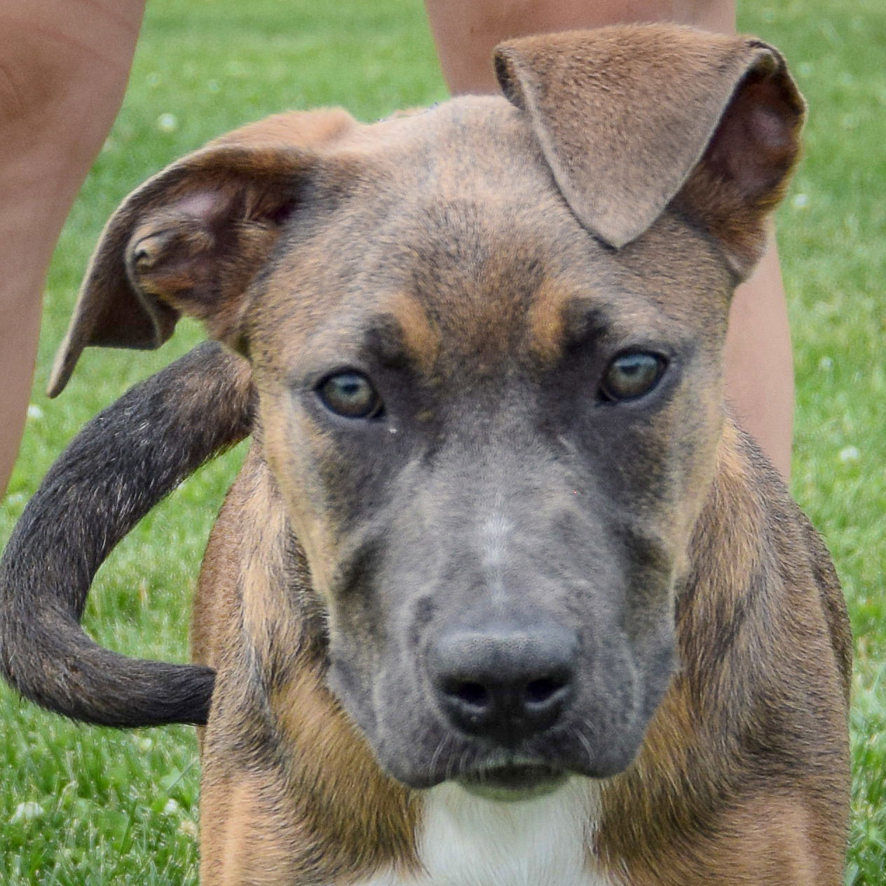 adoptable Dog in Huntley, IL named Chowder