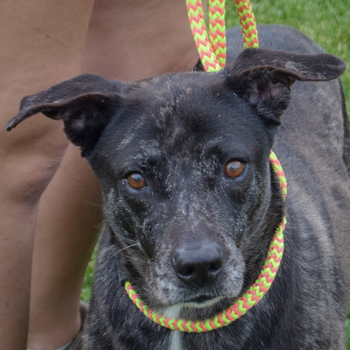 BALU - Plott Hound / Fox Terrier available for adoption