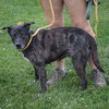 Balu - Photo 2