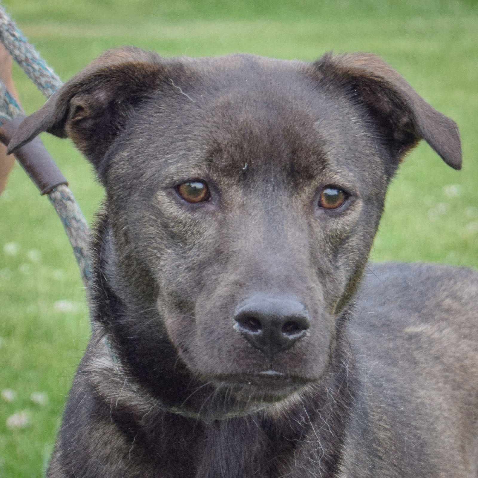adoptable Dog in Huntley, IL named Mulan
