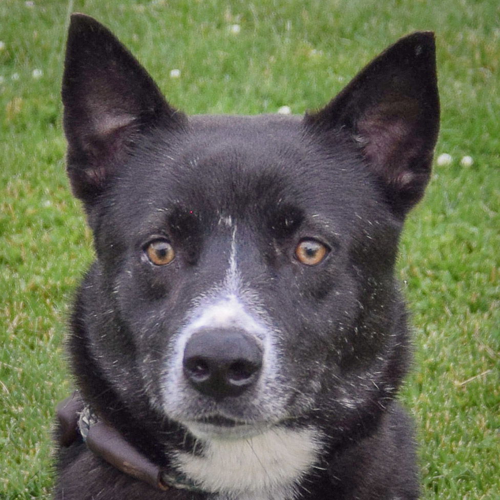 adoptable Dog in Huntley, IL named Pirouette