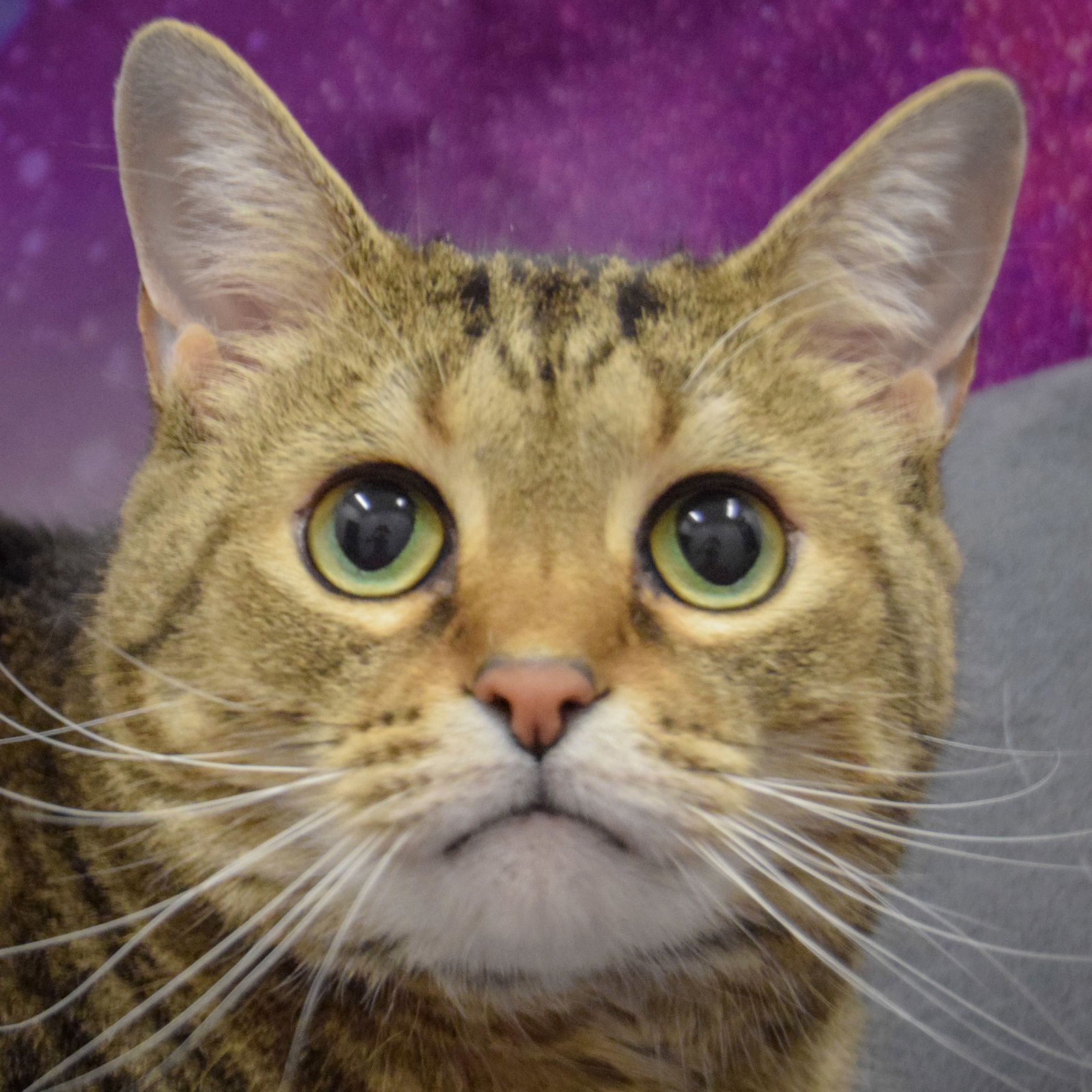 adoptable Cat in Huntley, IL named Roscoe