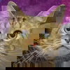 adoptable Cat in huntley, IL named Roscoe
