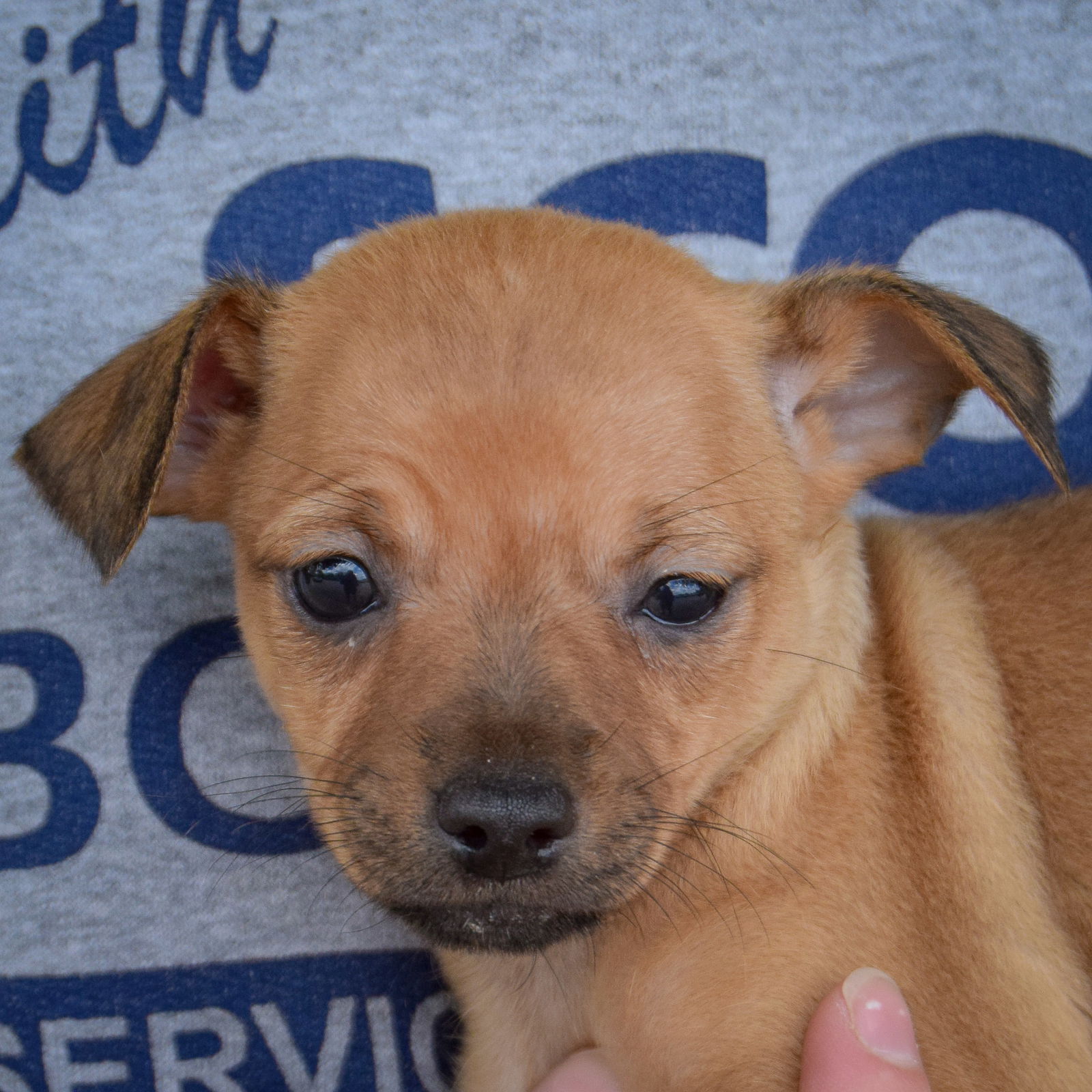 adoptable Dog in Huntley, IL named Dimple