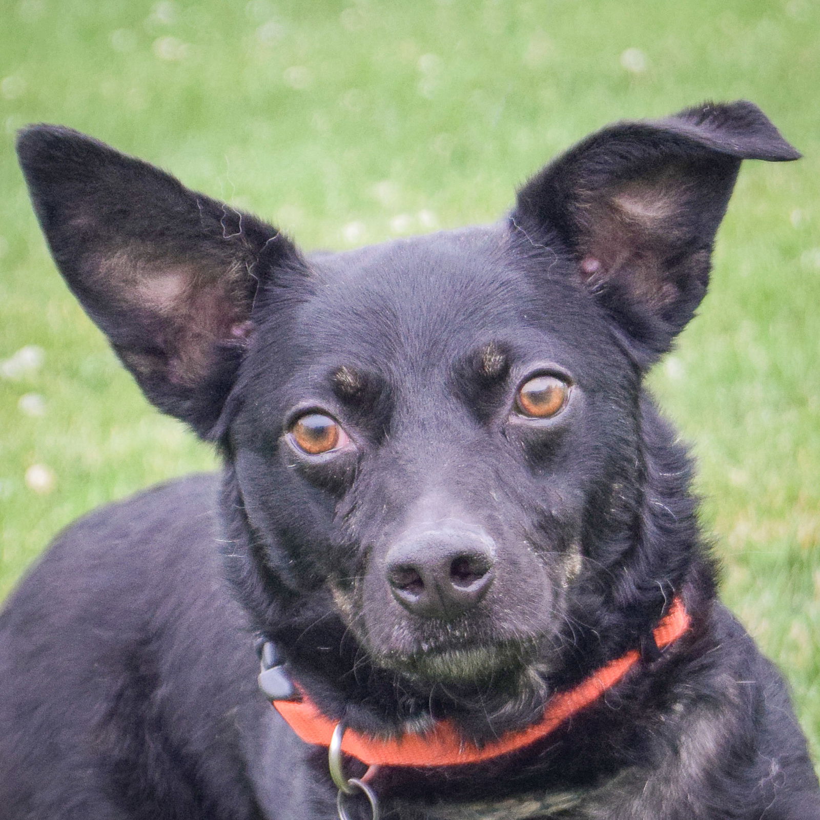 adoptable Dog in Huntley, IL named Cheese