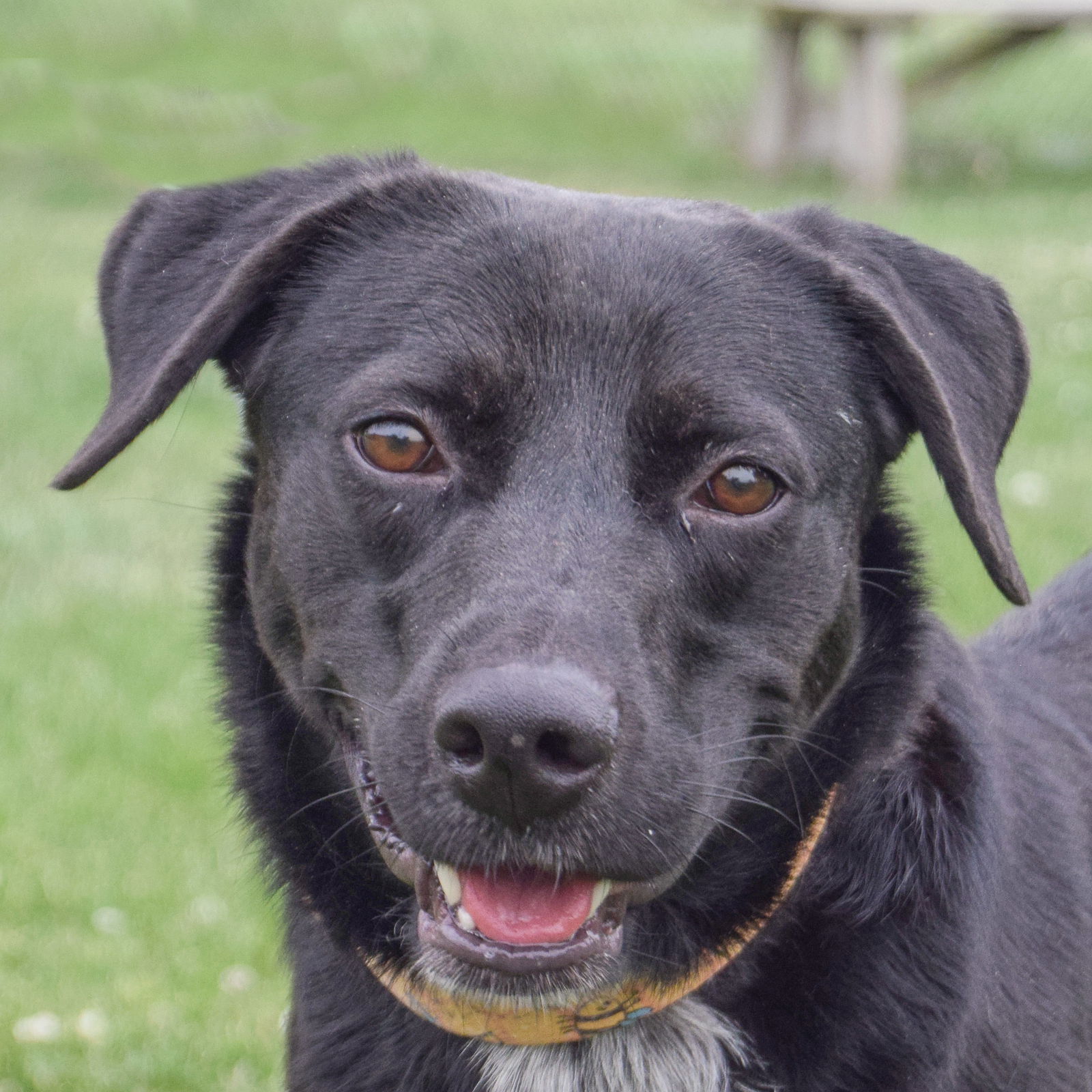 adoptable Dog in Huntley, IL named Siona