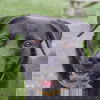 adoptable Dog in huntley, IL named Siona