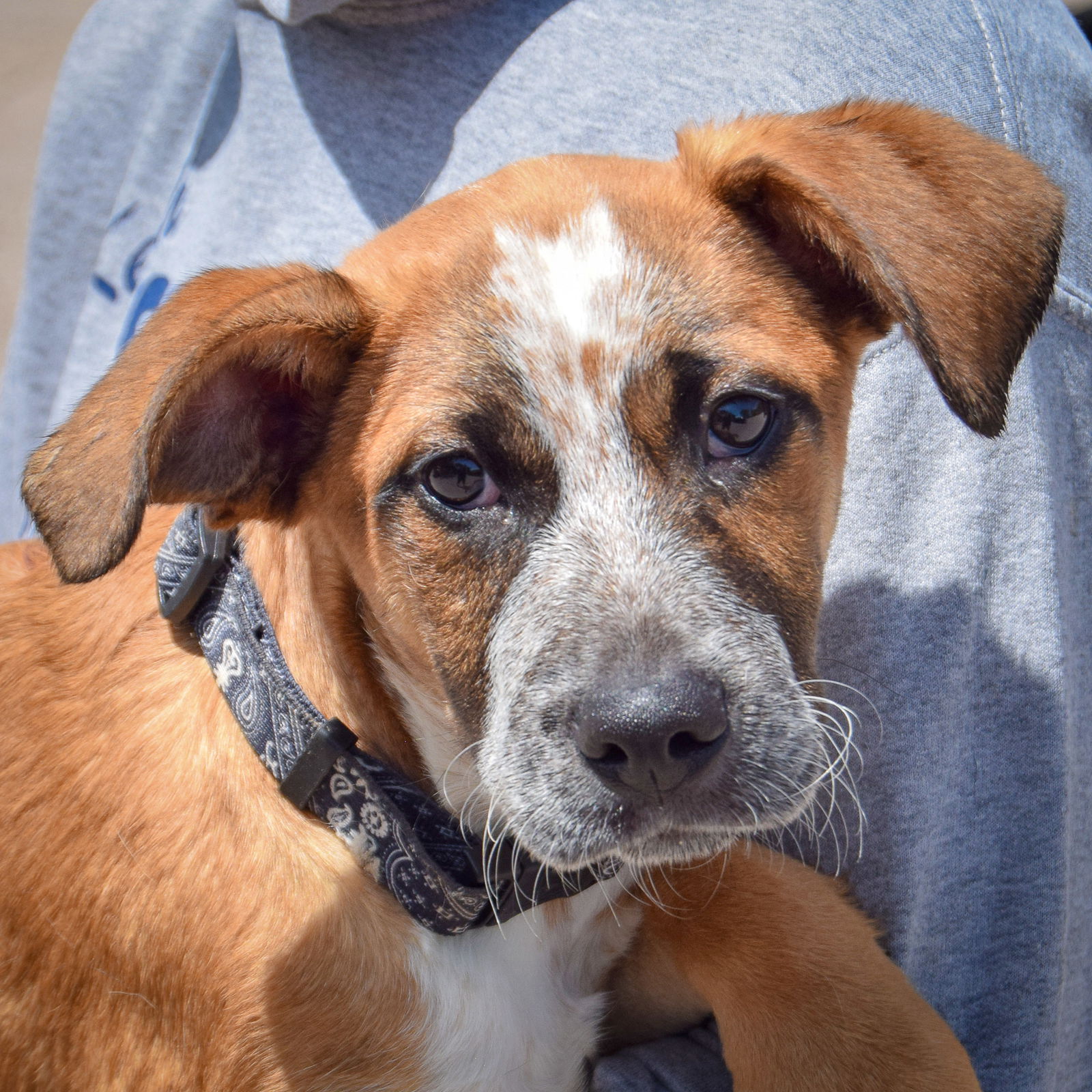 adoptable Dog in Huntley, IL named Bingo
