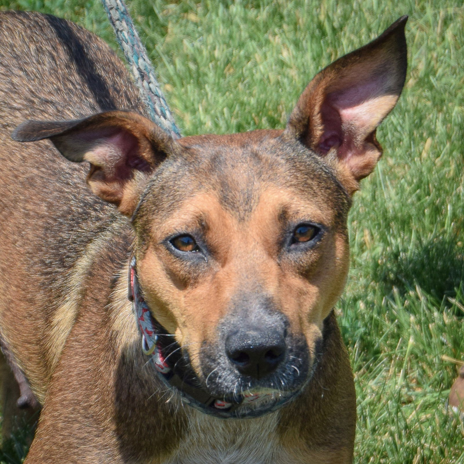 adoptable Dog in Huntley, IL named Darla