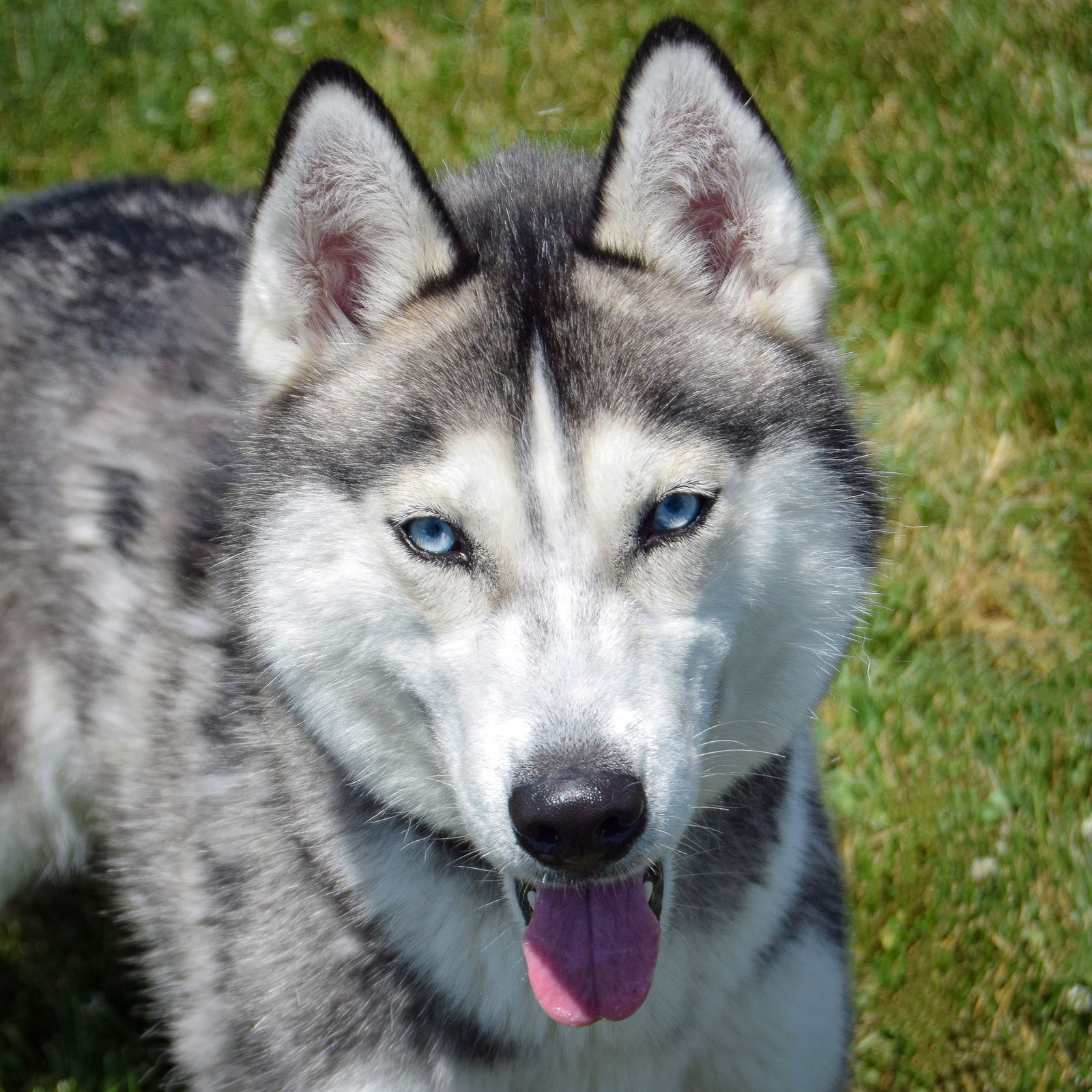 adoptable Dog in Huntley, IL named Keani