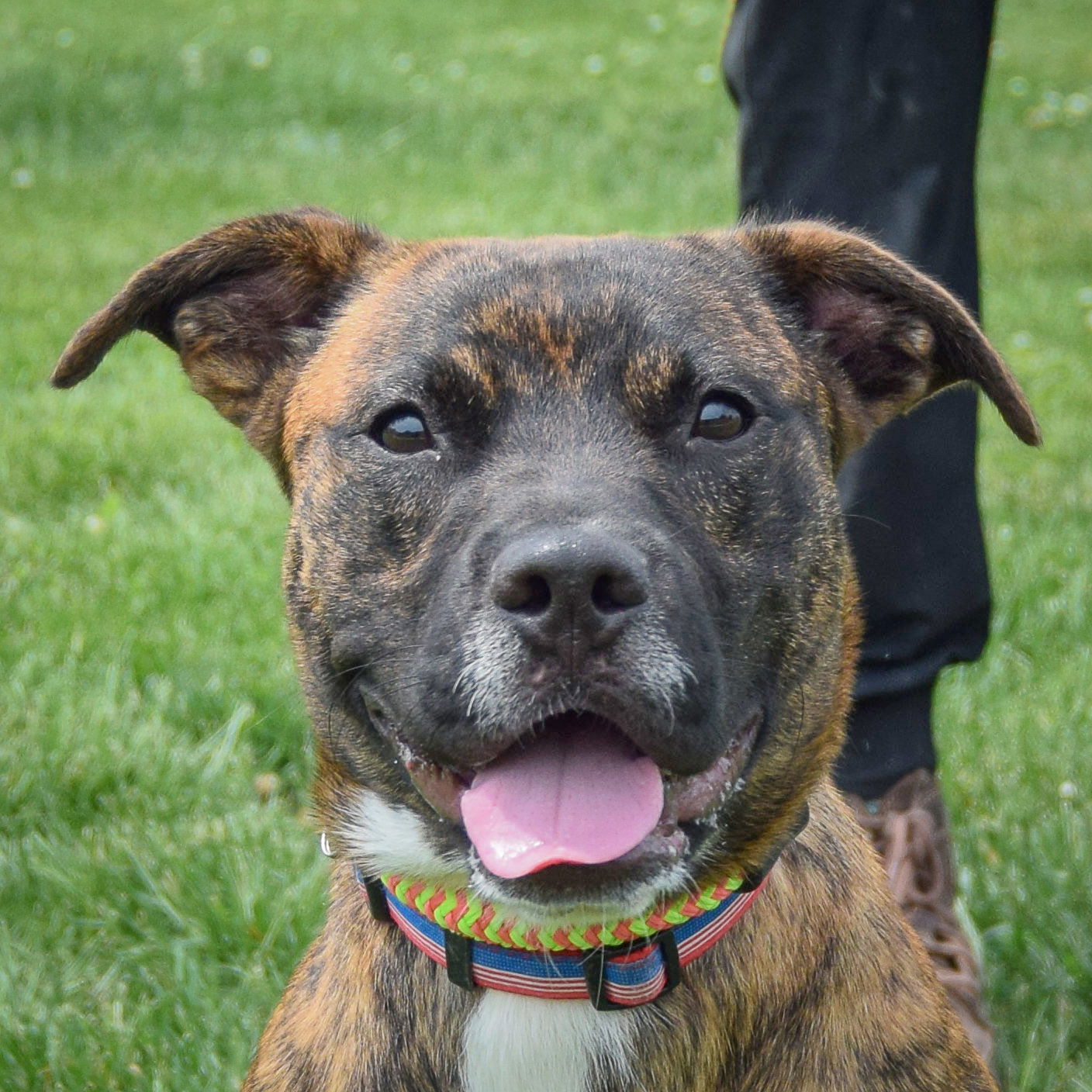 adoptable Dog in Huntley, IL named JJ