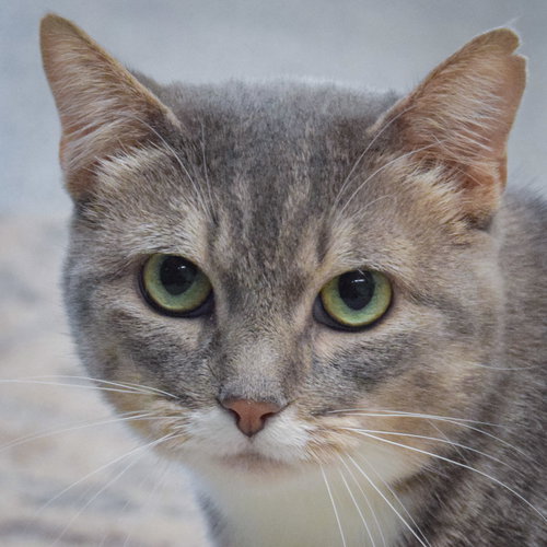 picture of the cat needing adoption