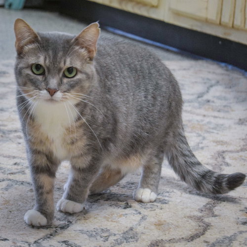 MARY - Tabby / Domestic Short Hair available for adoption
