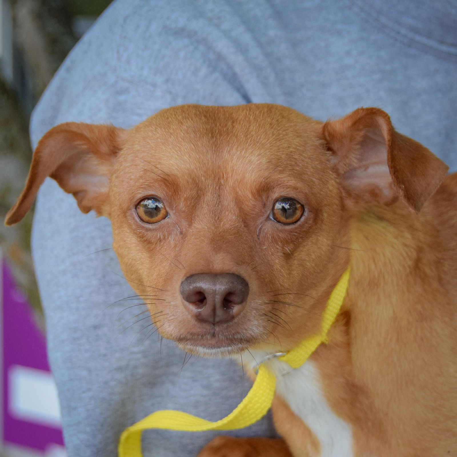 adoptable Dog in Huntley, IL named Darcy