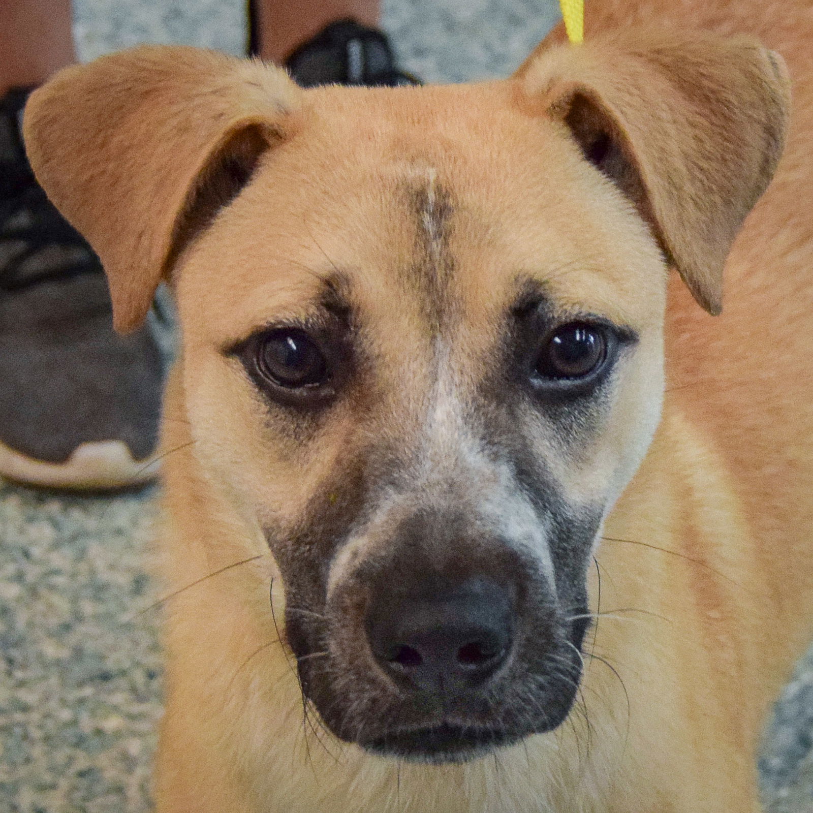 adoptable Dog in Huntley, IL named Alador
