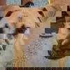 adoptable Dog in  named Alador