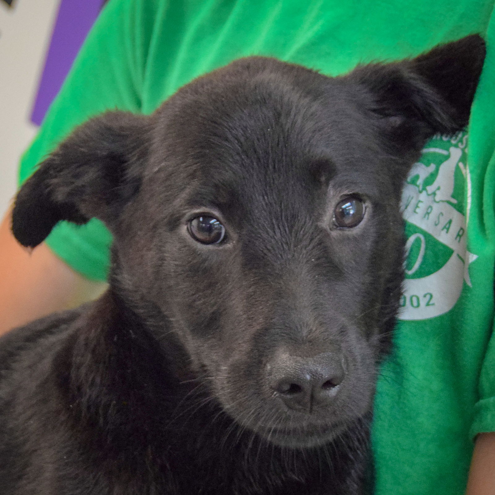 adoptable Dog in Huntley, IL named Manhattan