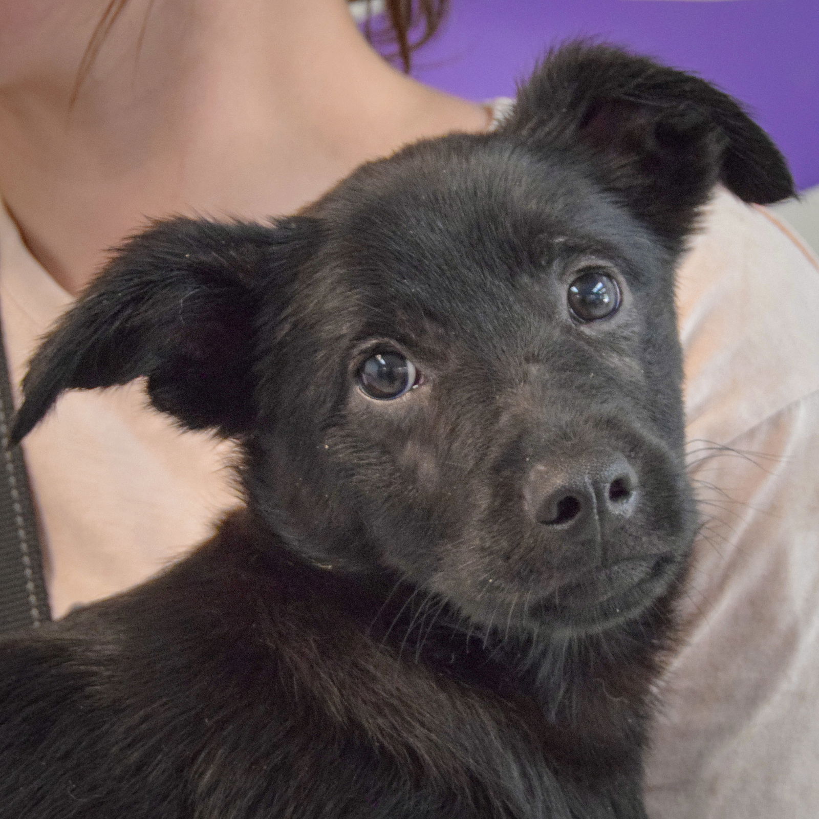 adoptable Dog in Huntley, IL named Margarita