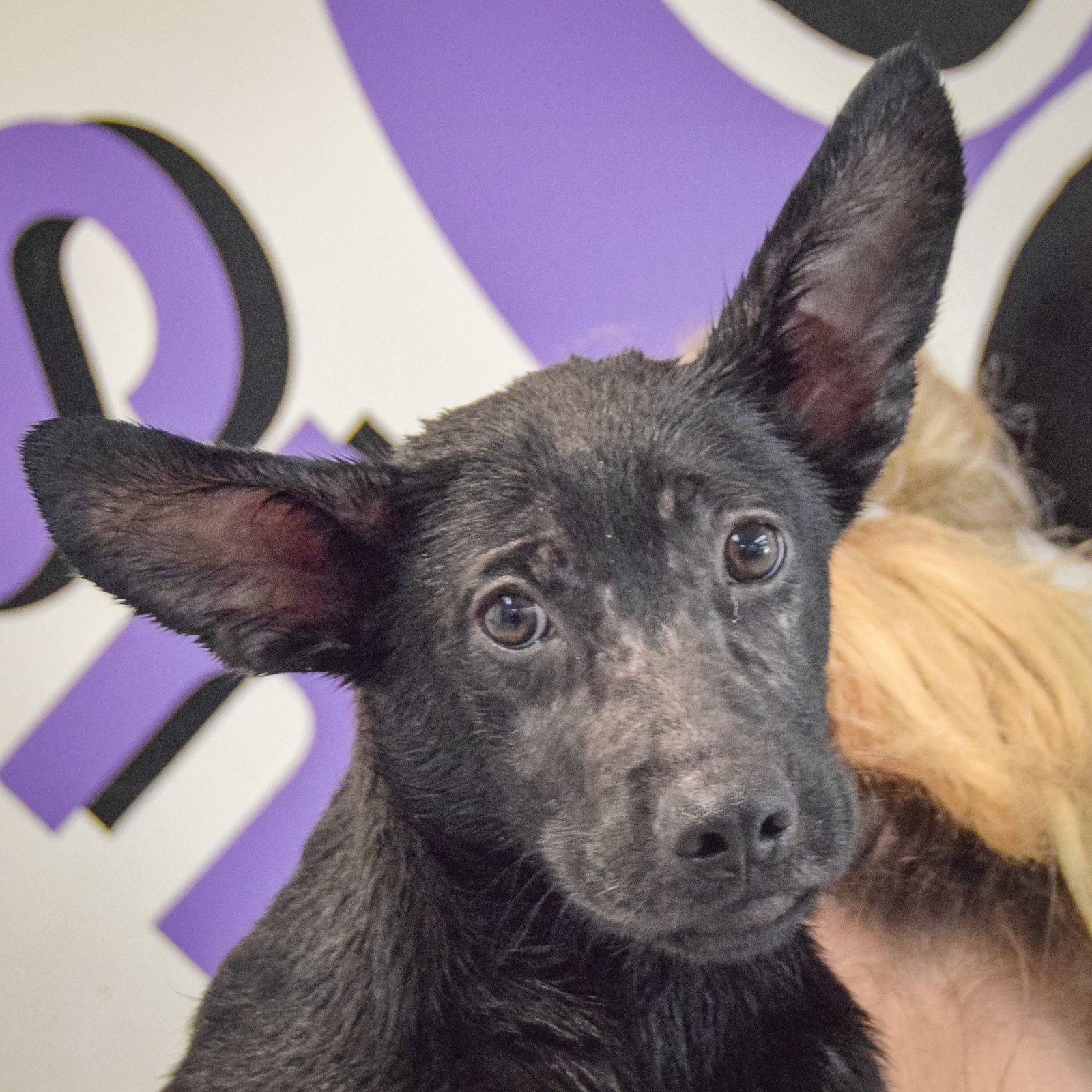 adoptable Dog in Huntley, IL named Mojito
