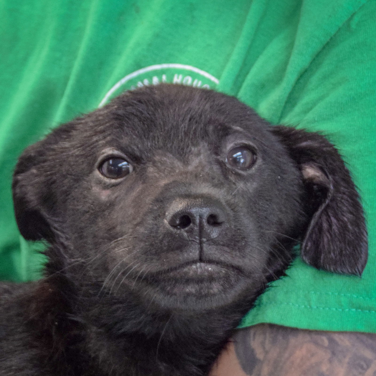 adoptable Dog in Huntley, IL named Negroni