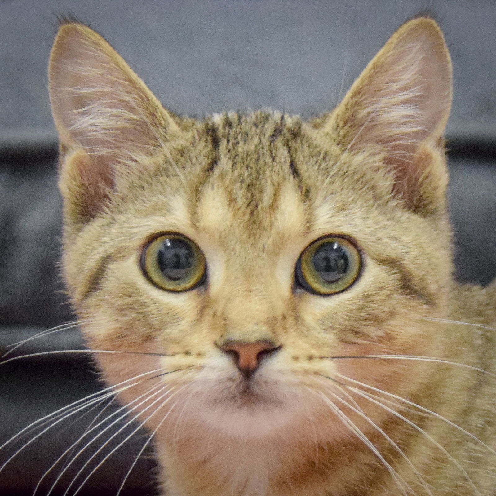 adoptable Cat in Huntley, IL named Bayla