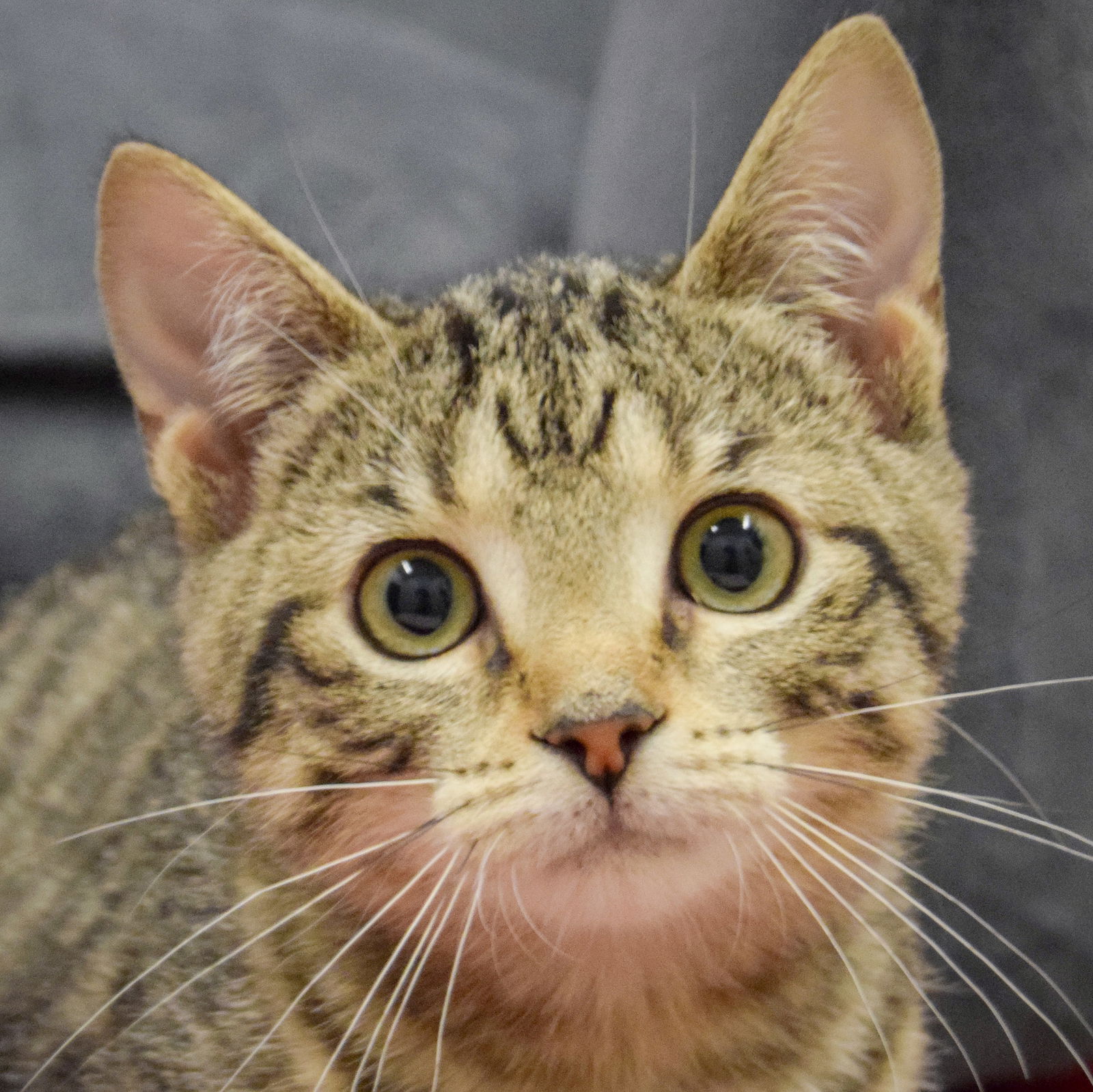 adoptable Cat in Huntley, IL named Brylie